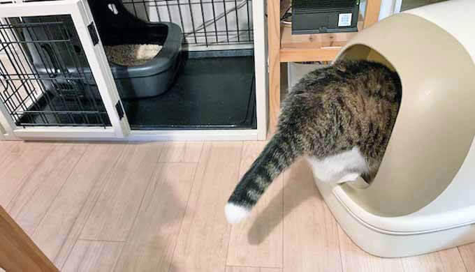前のトイレを使う猫